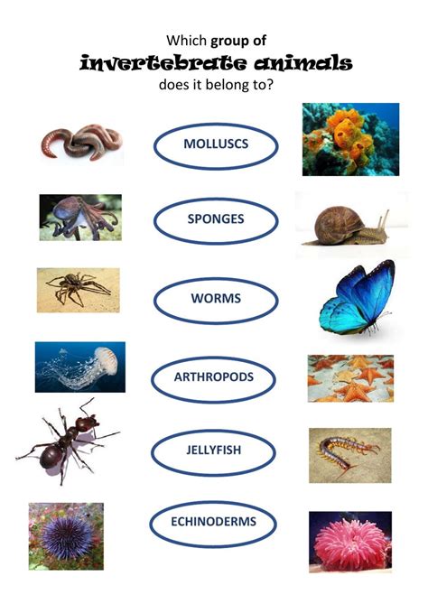 Invertebrates online worksheet | Worksheets free, Invertebrates, Worksheets