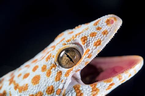 Gecko Bite - Reptiles Magazine