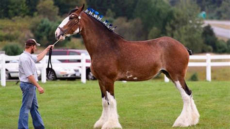 Clydesdale Horse Breed Profile: History, Facts, Stats & More