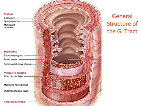 General Histology | Tiny, beautiful things.