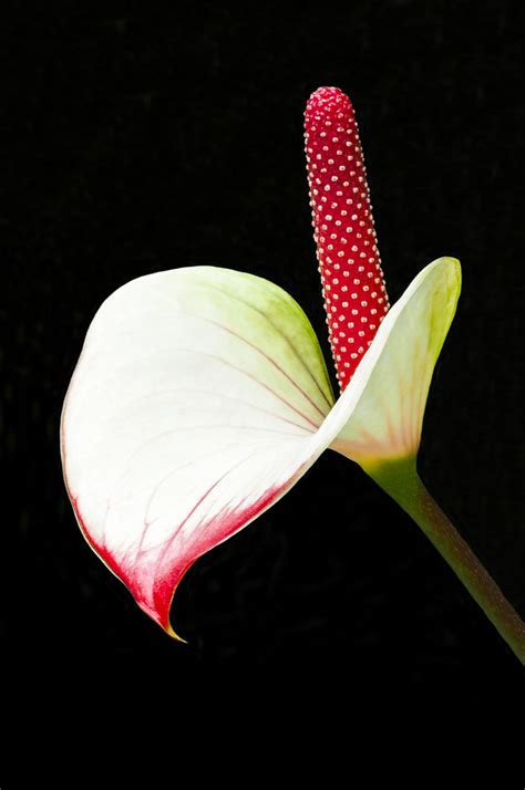 White Anthurium | Anthuriums come in a variety of colors, in… | Flickr