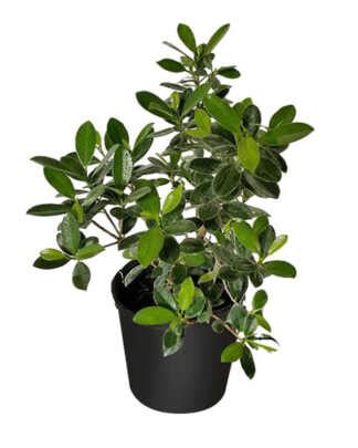 Ficus ‘Green Island’ | PlantVine