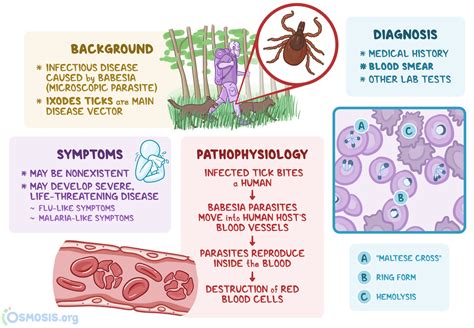 Babesiosis: What Is It, Transmission, Treatment | Osmosis