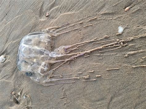 Potentially lethal Box Jellyfish prompt Cable Beach warning Shire of Broome