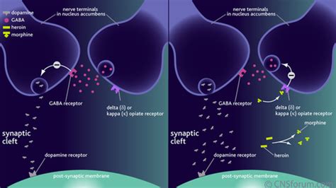 Kappa Receptor - The Physiological Mechanisms of Opioid Receptors