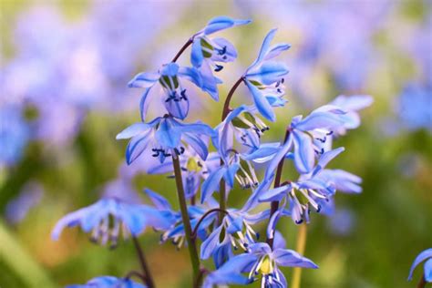 Scilla siberica (Siberian Squill)