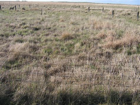 Morgan Plant Ecology Blog: What is grazing in native grasslands ...