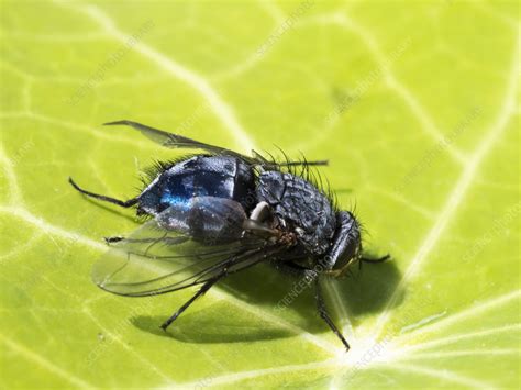 Blue bottle fly - Stock Image - C058/1910 - Science Photo Library