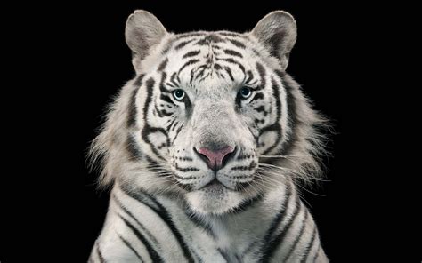 Tigre de Bengala Blanco Fondo de pantalla 2k HD ID:2762