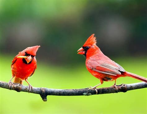 Red Cardinal Biblical Meaning: A Symbolic Sign From God