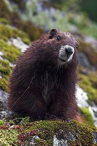 Toronto Zoo | Vancouver Island marmot