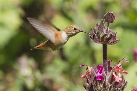 20 Show-Stopping Native Flowers for Full Sun