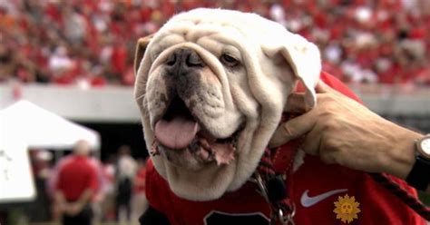 Meet University of Georgia mascot Uga the bulldog - CBS News