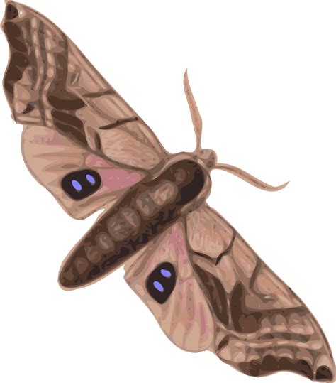 Clipart - moth (smerinthus geminatus) top view