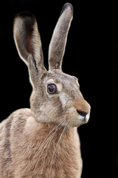 Hare on a black background stock image. Image of background - 106377373