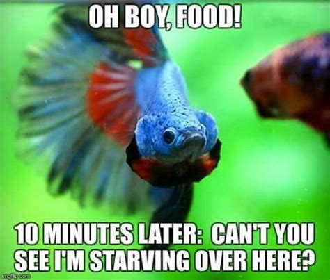 50 Fish Memes That Will Have You Reeling With Laughter | Always Pets