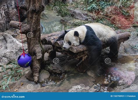 Zoo in Beijing stock image. Image of beijing, funny - 150798931