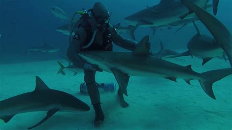 Marine Biologist Pets Shark in the Waters of Grand Bahama Island - YouTube