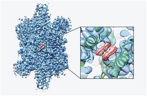 Cryo-Electron Microscopy: Cryo-EM services