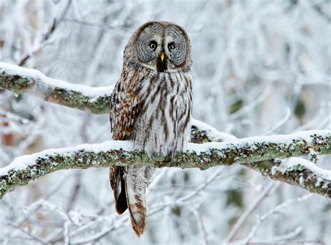 How do great grey owls capture prey beneath snow? - Earth.com