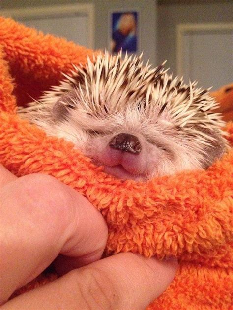 Smiling Baby Hedgehog