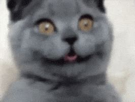 Excited Cat GIF - Find & Share on GIPHY