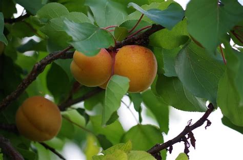 The Basics of Growing an Apricot Tree