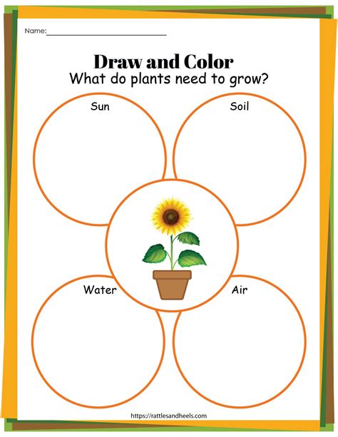 Plant Life Cycle Worksheets Free Printables for Kids - Adanna Dill | Plant life cycle worksheet ...