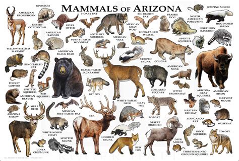 Mammals of Arizona Poster Print / Arizona Mammals Field Guide - Etsy UK