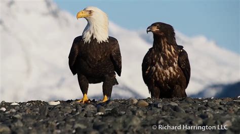 eagles documentary - YouTube