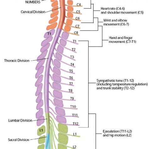 Spine Anatomy Cervical Thoracic And Lumbar Thoracic Cervical | Images ...