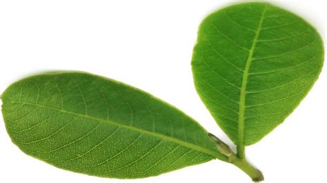 Terminalia Arjuna (Arjun Bark) Benefits, Uses, Dosage & Side Effects