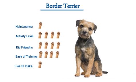 border terrier families online