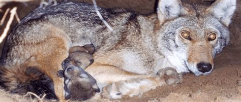 Wolves and coyotes play different ecosystem roles | THE WILDLIFE SOCIETY