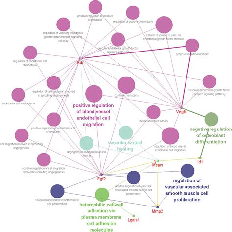 Frontiers | Up-Regulation of CD146 in Schwann Cells Following Peripheral Nerve Injury Modulates ...