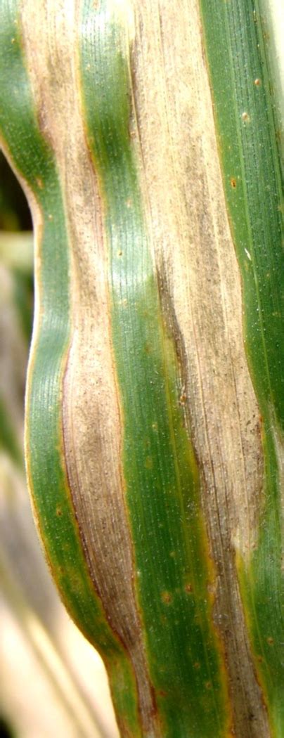 Northern Corn Leaf Blight - UT Crops Pest Guides