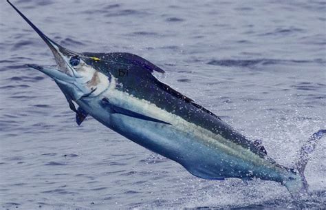 Blue Marlin - Fatti divertenti su un grande pesce pelagico - Sundot ...