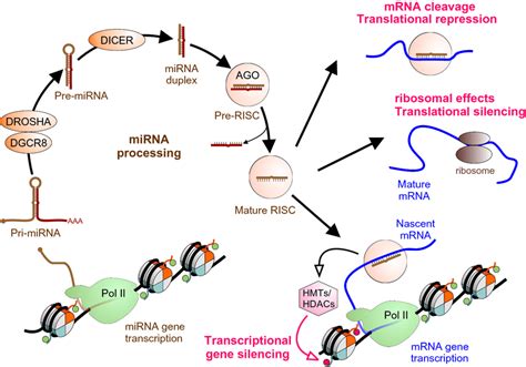 Pathways of miRNA processing and miRNA-driven epigenetic regulation of ...