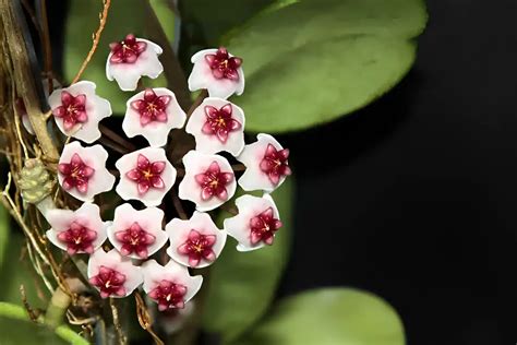 Hoya obovata - Tropics @Home