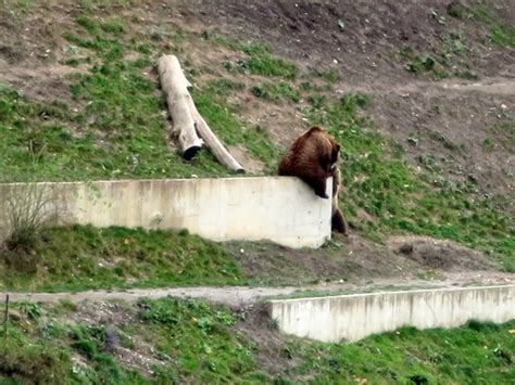 Honeymoon lessons at the Bern Bear Park