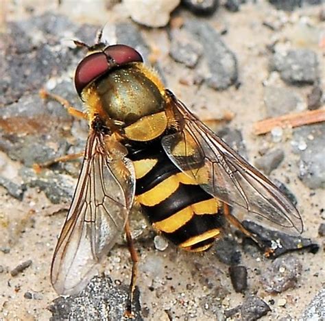 Syrphidae - Syrphid Flies - Syrphus - BugGuide.Net