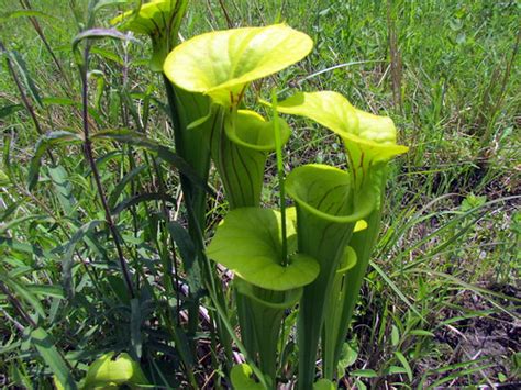 Pitcher Plant Long Valley Farm Carver Creek NC SP 2971 | Flickr