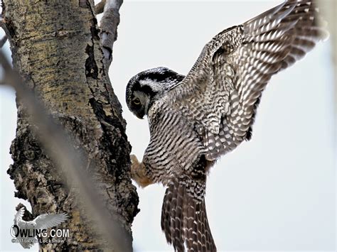 Northern Hawk Owl Biology - Owling.com