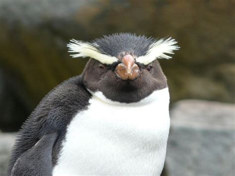 106 best Penguins--Fiordland Crested images on Pinterest | Penguin, Penguins and Beautiful birds