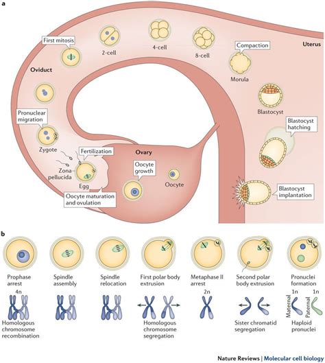 zygote development diagram | Genomic imprinting, Mitosis, Cell cycle