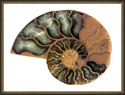 Nautilus Fossil – Coastal Chic Home Furnishings