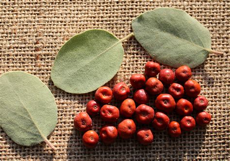 Wild Manzanita Berries and Leaves, Food and Folk Uses