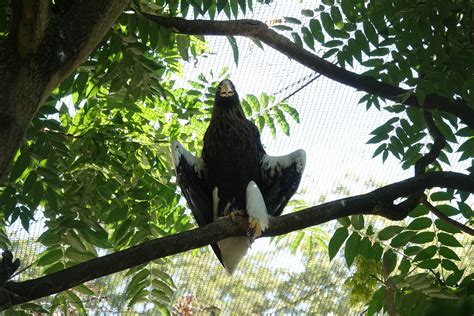 Steller's sea eagle - ZooChat