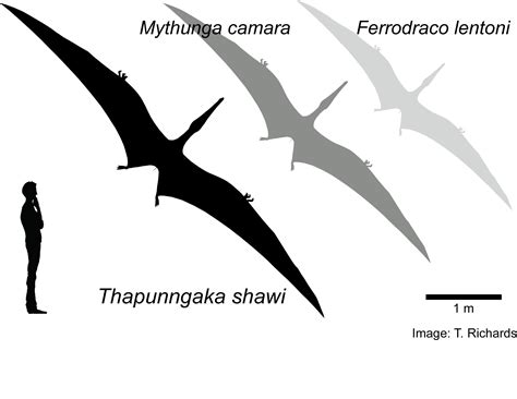 Spear-mouthed pterosaur soared over dinosaurs in outback Queensland - Dinosaur Lab - University ...