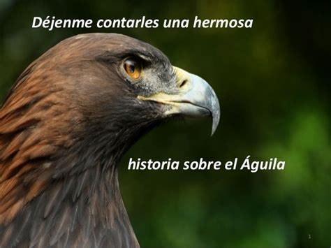 La renovación del águila 3 | Renovacion del aguila, Aguila, Frases sarcásticas graciosas